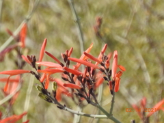 Beloperone (Justicia californica)
