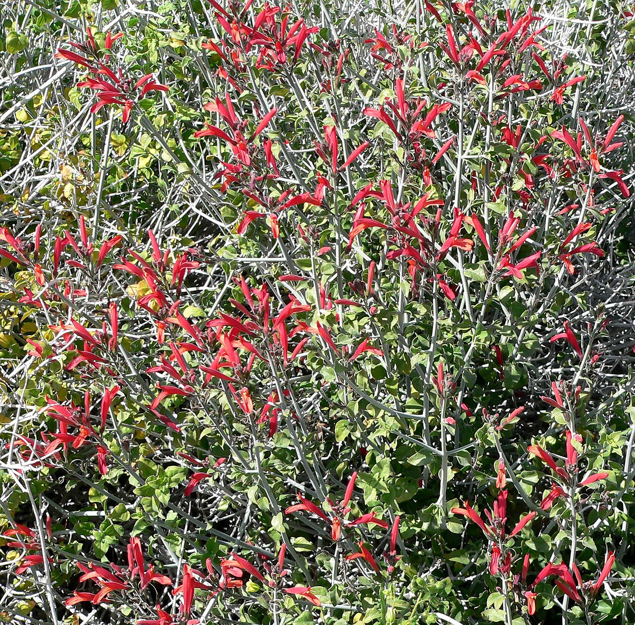 Beloperone (Justicia californica)