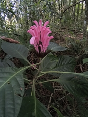 Rosa jacobina (Justicia carnea)