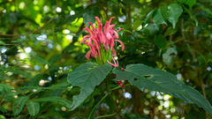 Rosa jacobina (Justicia carnea)