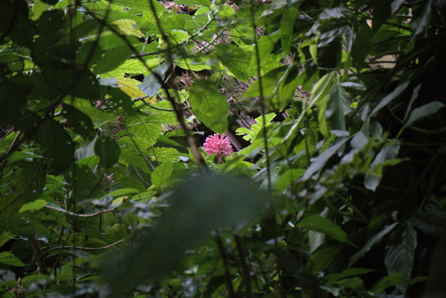 Rosa jacobina (Justicia carnea)