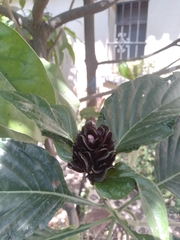 Rosa jacobina (Justicia carnea)