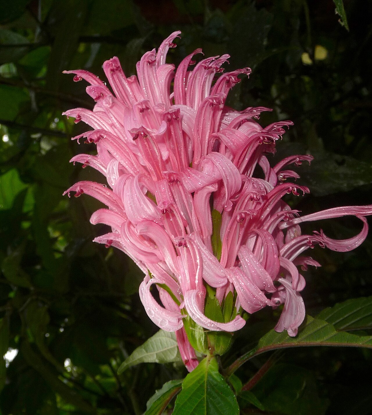 Rosa jacobina: Brazilian Plume Flower. Justicia carnea. Acanthacae