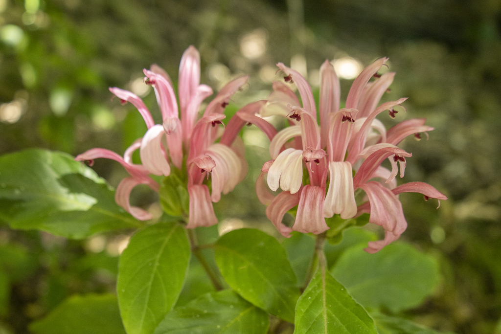 Rosa jacobina (Justicia carnea)