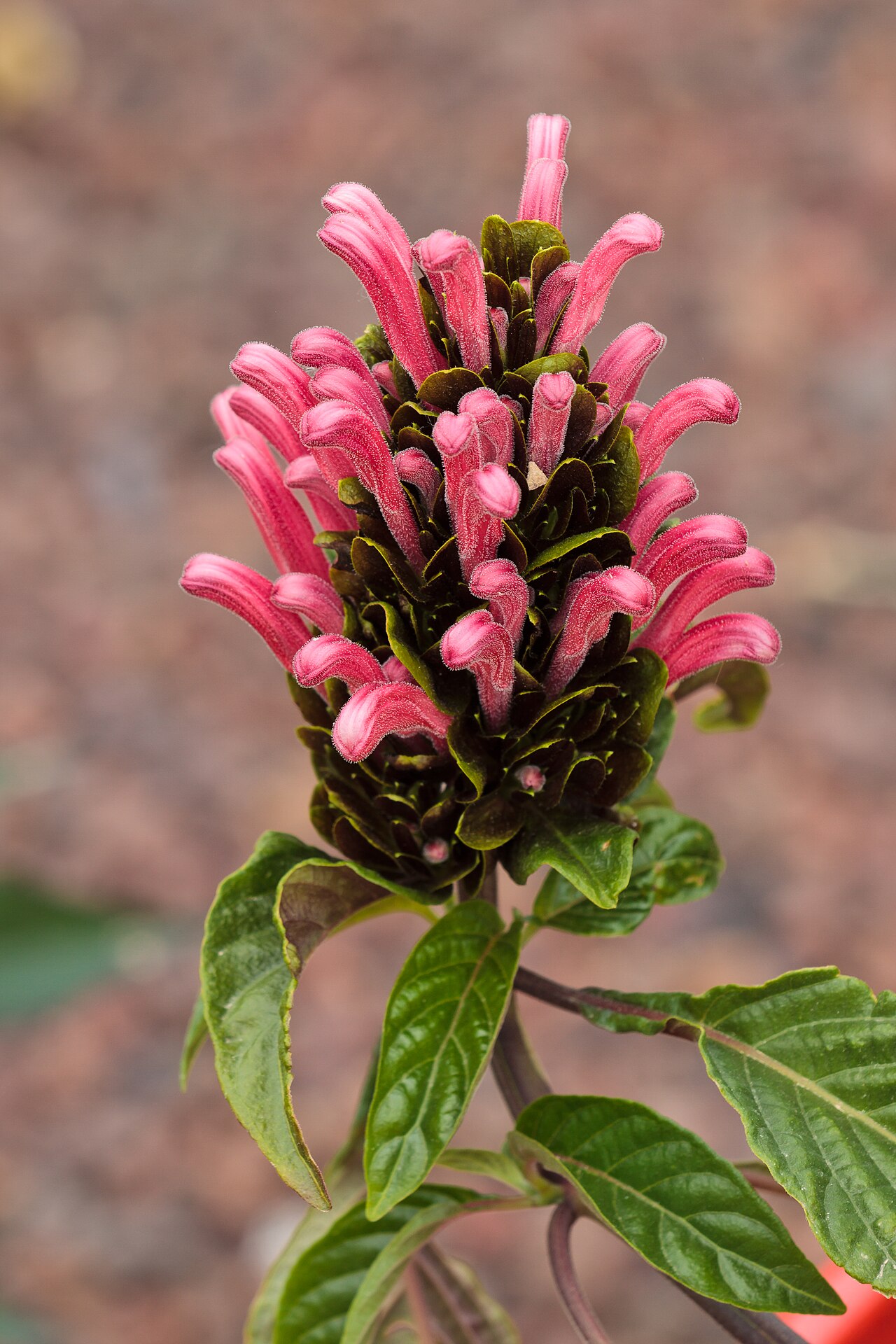 Rosa jacobina: Justicia carnea sp. in gardens of the muséum de Toulouse.