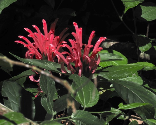 Rosa jacobina (Justicia carnea)