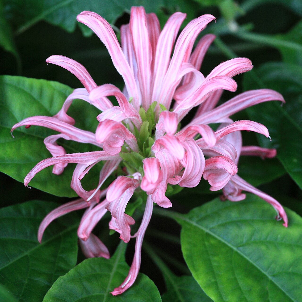 Rosa jacobina: Ichikawa-shi(city) Botanical Garden, Ichikawa-shi(city) Chiba-ken(Prefecture), Japan 千葉県市川市(ちばけんいちかわし) 観賞植物園(かんしょうしょくぶつえん)
