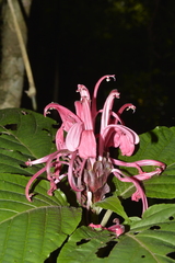 Rosa jacobina (Justicia carnea)
