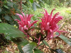 Rosa jacobina (Justicia carnea)