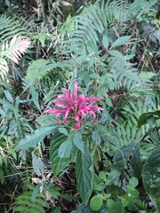 Rosa jacobina (Justicia carnea)