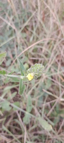 Yellow justicia (Justicia flava)