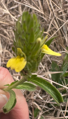 Yellow justicia (Justicia flava)