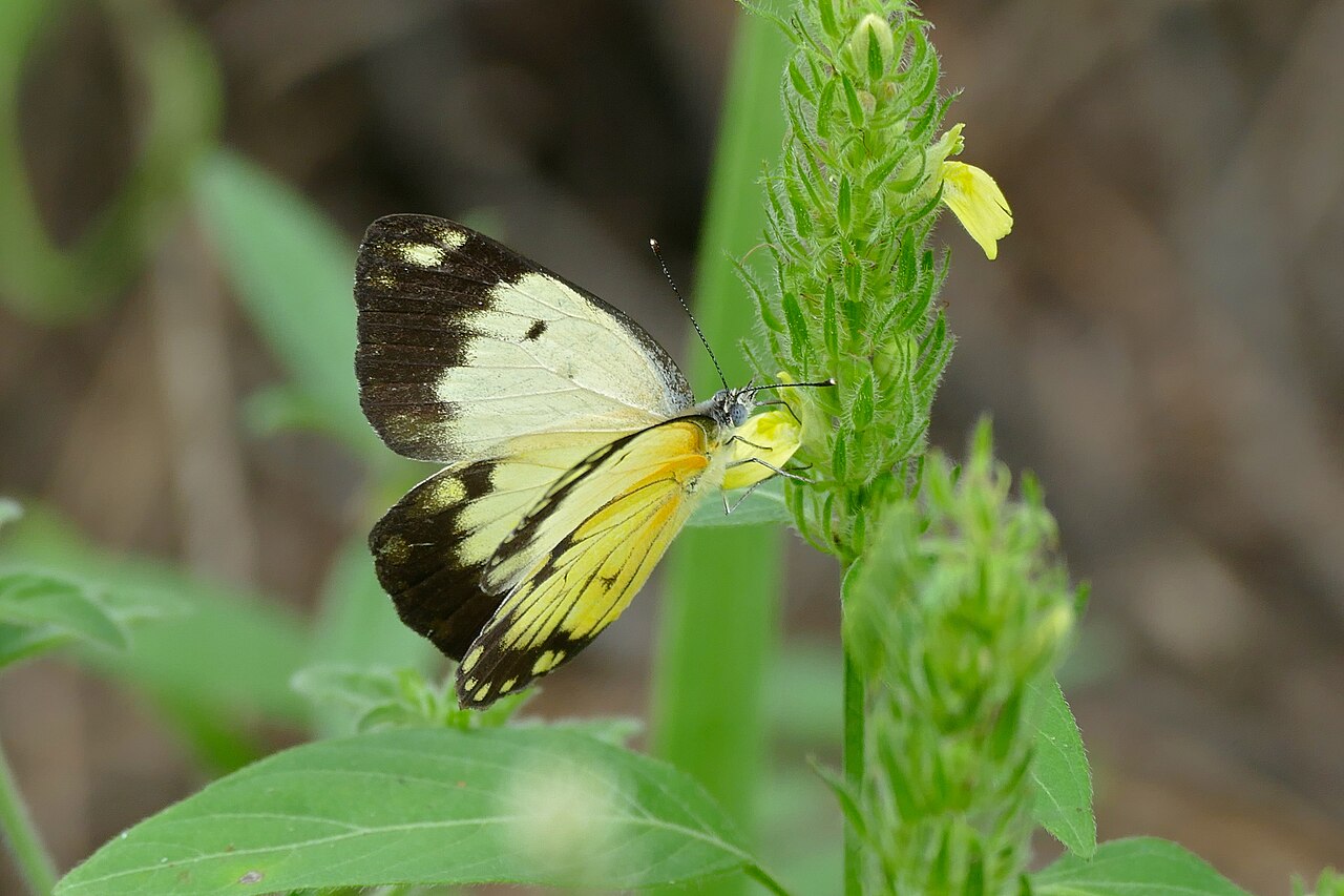 Yellow justicia: Tamboti Camp, Kruger NP, SOUTH AFRICA