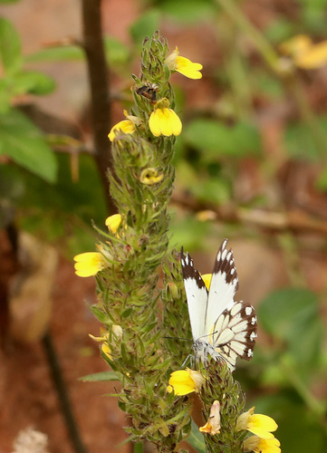Yellow justicia (Justicia flava)