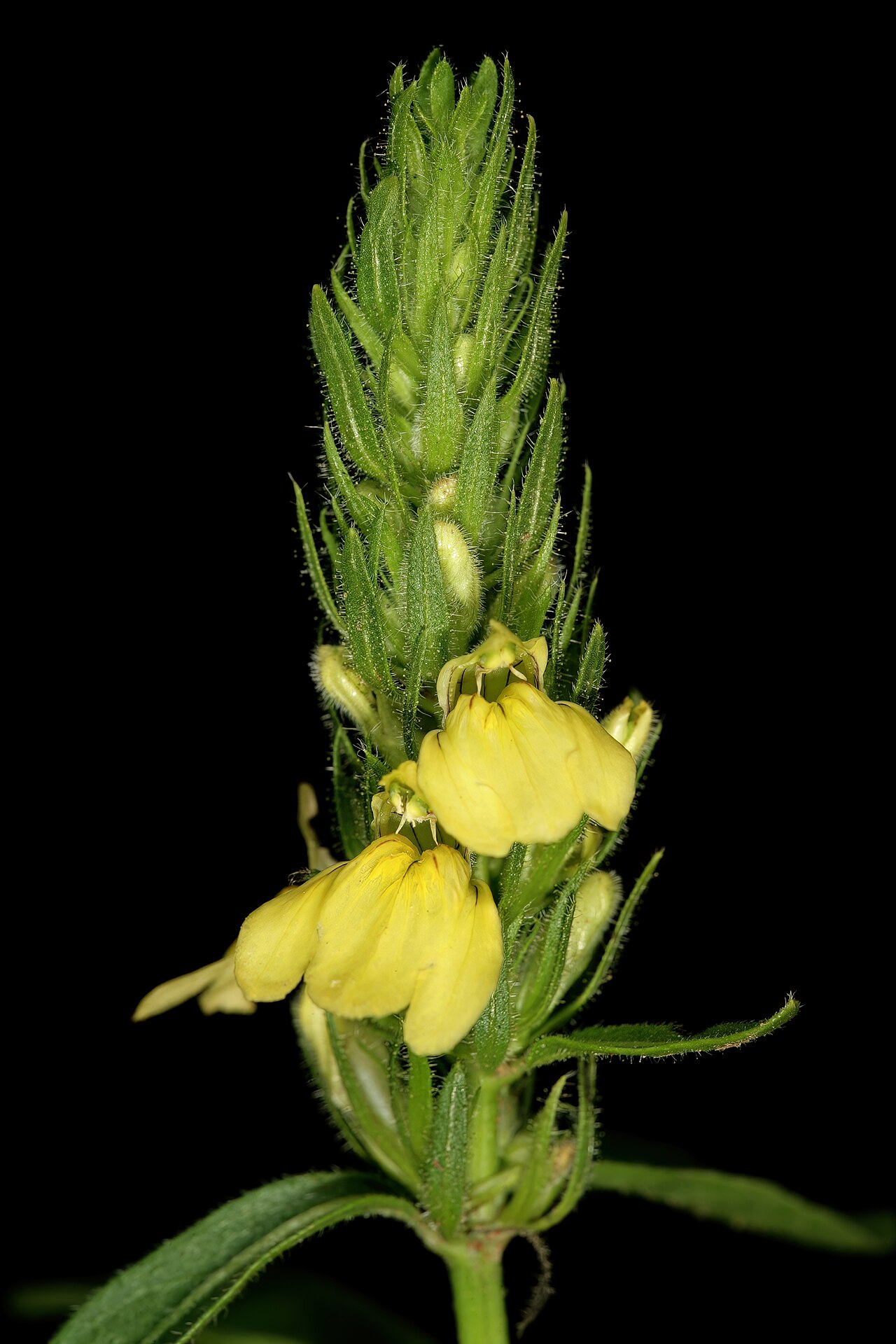 Yellow justicia: Justicia flava , part of inflorescence; between Mookgophong and Mokopane, Limpopo, South Africa