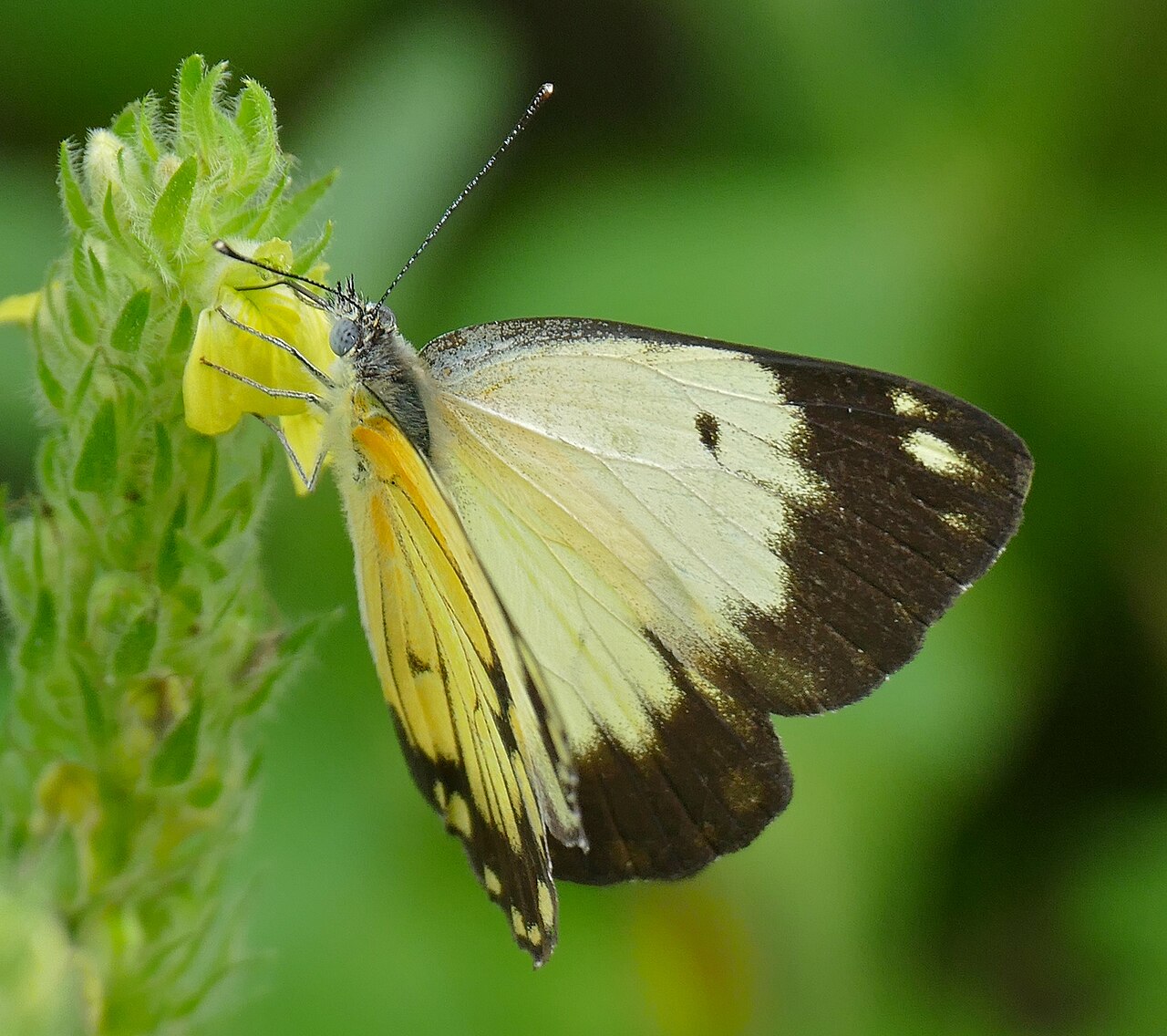 Yellow justicia: Tamboti Camp, Kruger NP, SOUTH AFRICA