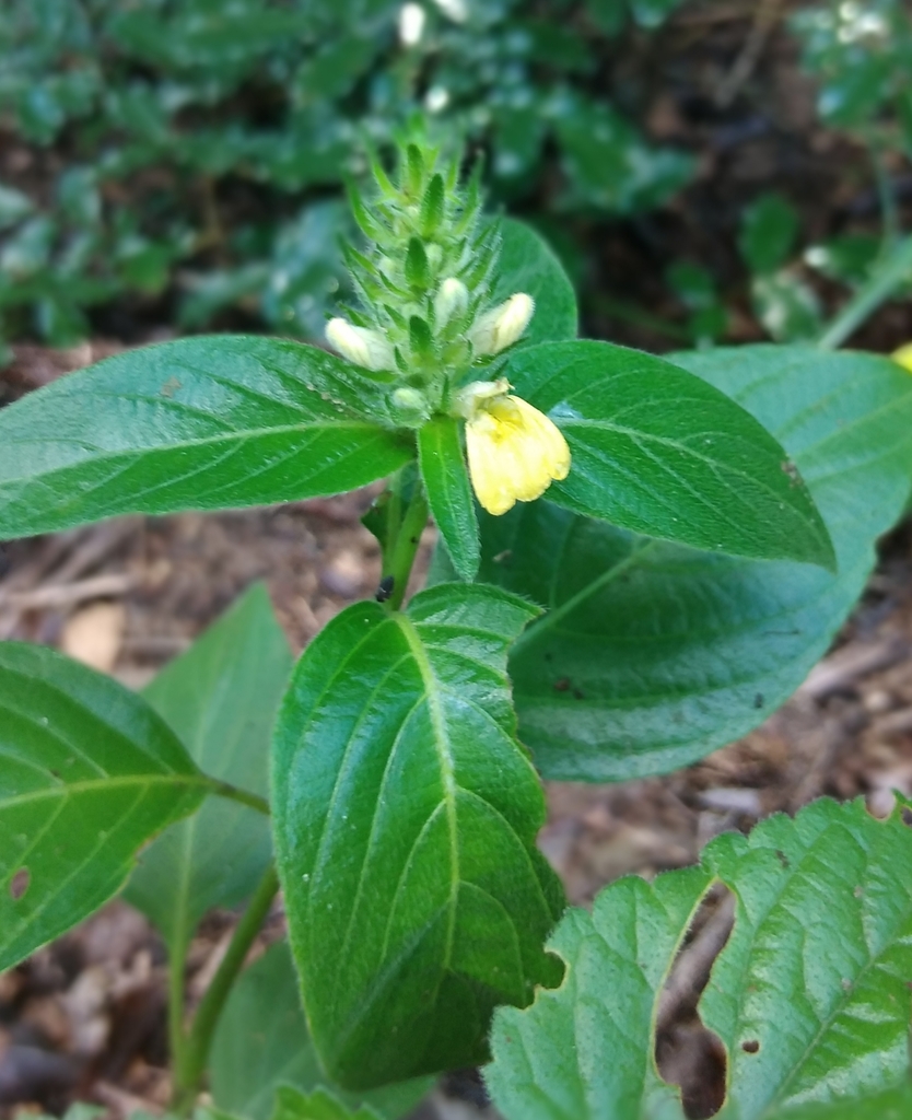 Yellow justicia (Justicia flava)