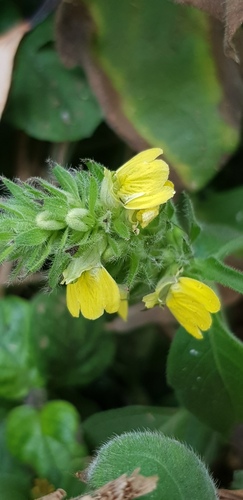 Yellow justicia (Justicia flava)