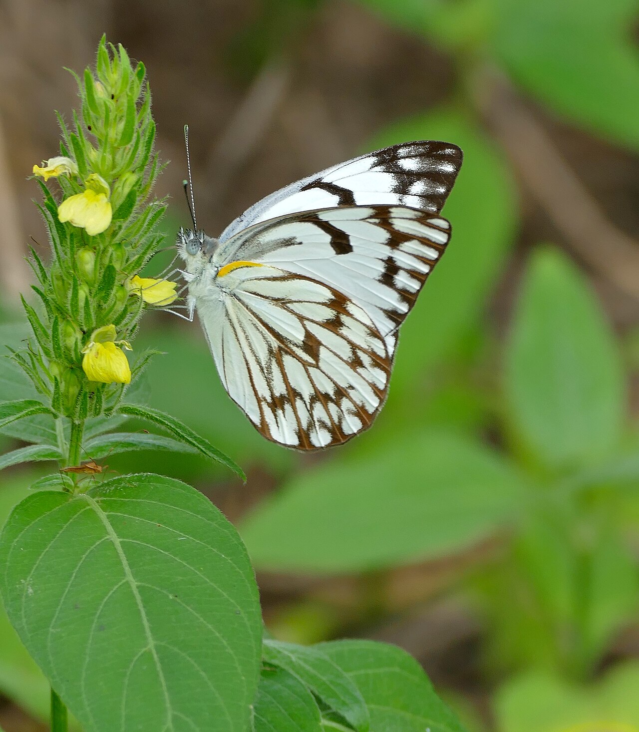 Yellow justicia: Tamboti Camp, Kruger NP, SOUTH AFRICA