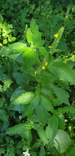 Yellow justicia (Justicia flava)