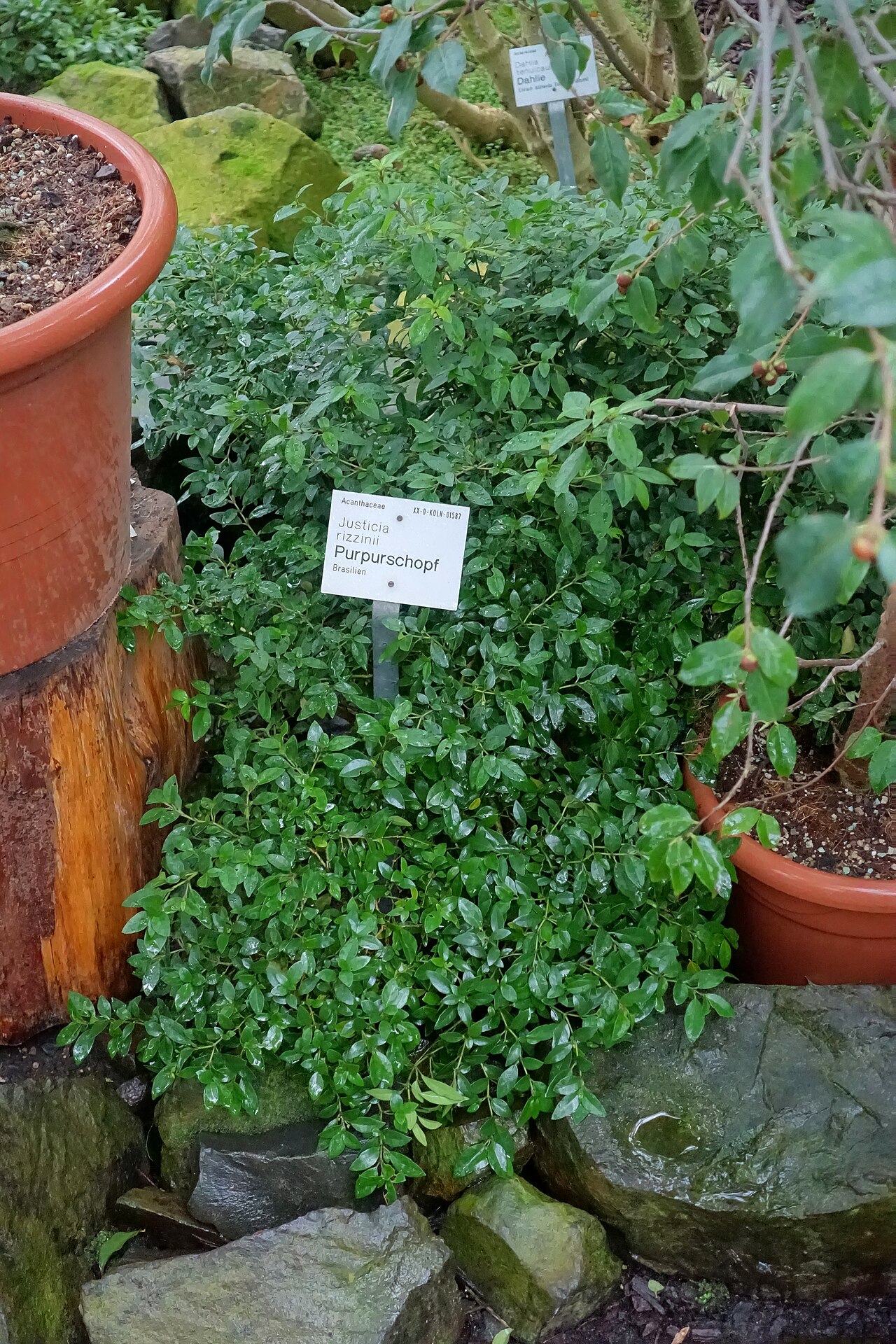 Justicia floribunda: Botanical specimen in the Flora und Botanischer Garten Köln - Cologne, Germany.