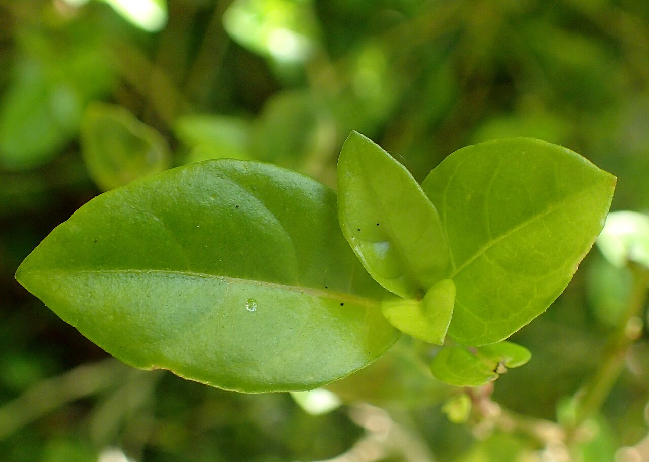 Justicia floribunda: Justicia rizzinii in the San Francisco Botanical Garden
