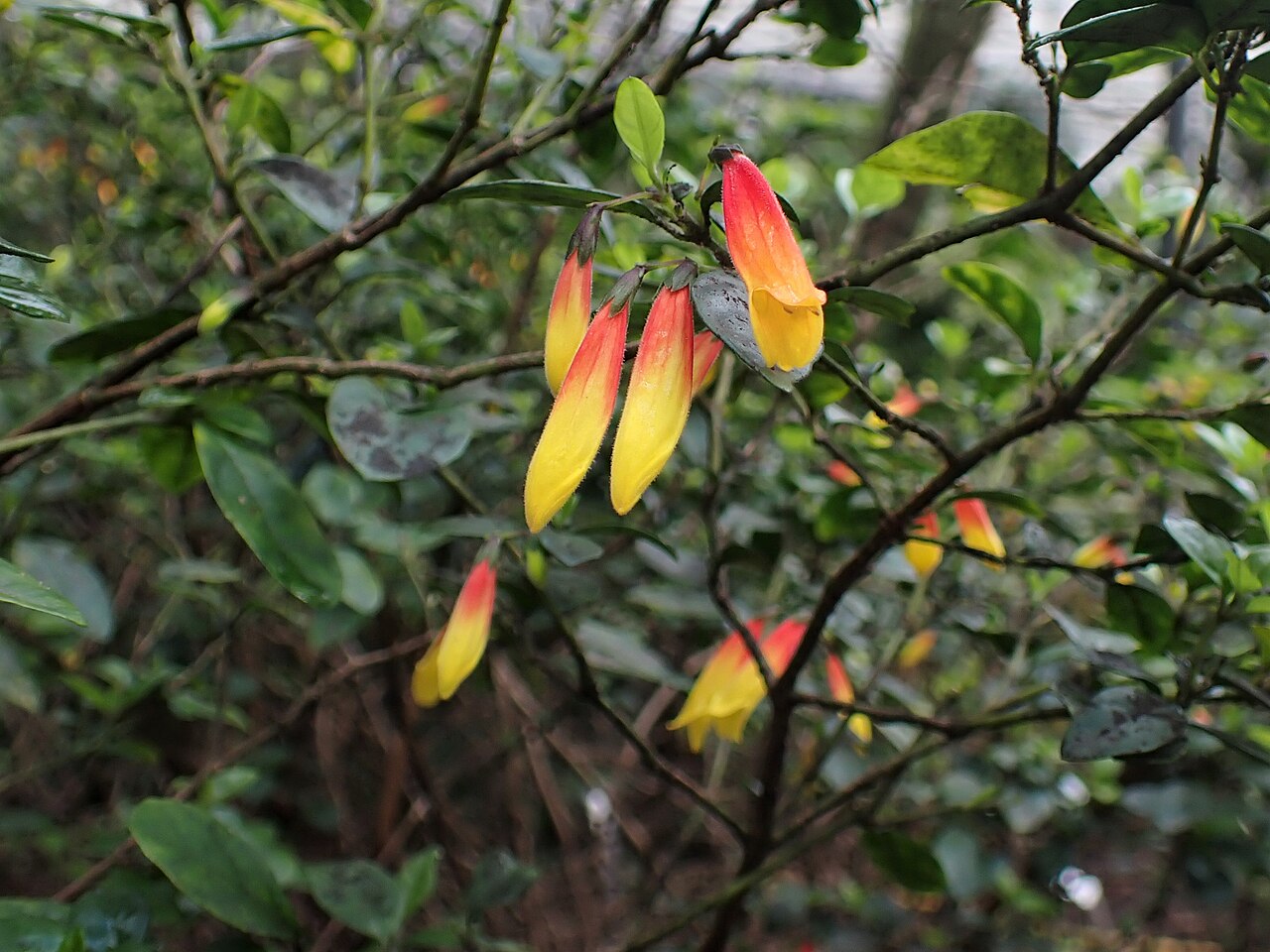 Justicia floribunda: Justicia floribunda in Estufa Fria in Lisbon in Portugal