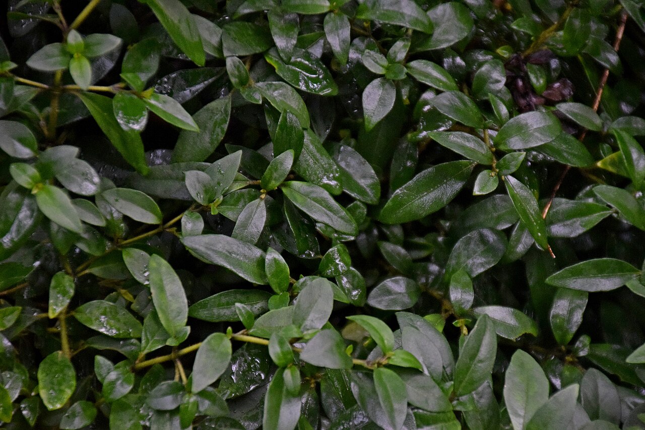Justicia floribunda: Justicia floribunda in Tropengewächshäuser des Botanischen Gartens, Hamburg