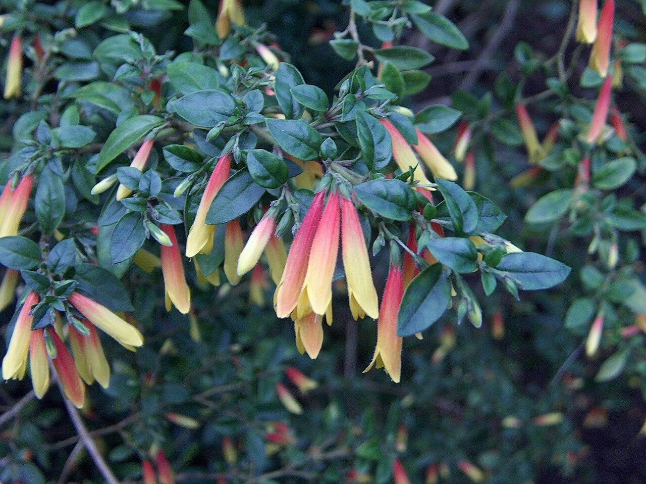 Justicia floribunda: Flowers of Justicia floribunda (C. Koch) Wasshausenh