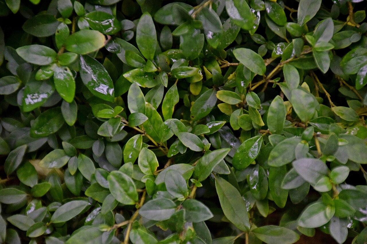 Justicia floribunda: Justicia floribunda in Tropengewächshäuser des Botanischen Gartens, Hamburg