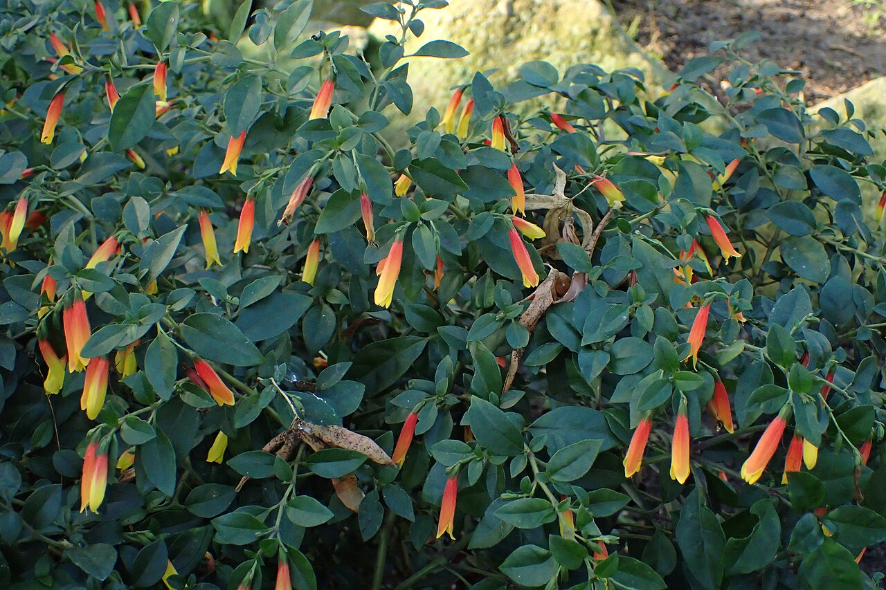 Justicia floribunda: Justicia floribunda in the Botanischer Garten, Berlin-Dahlem