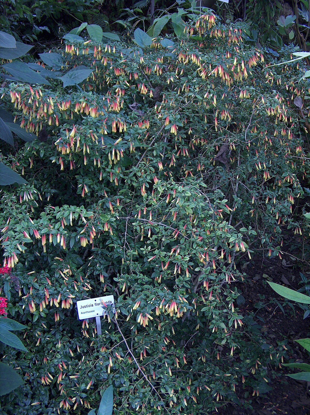 Justicia floribunda: Justicia floribunda (C. Koch) Wasshausen