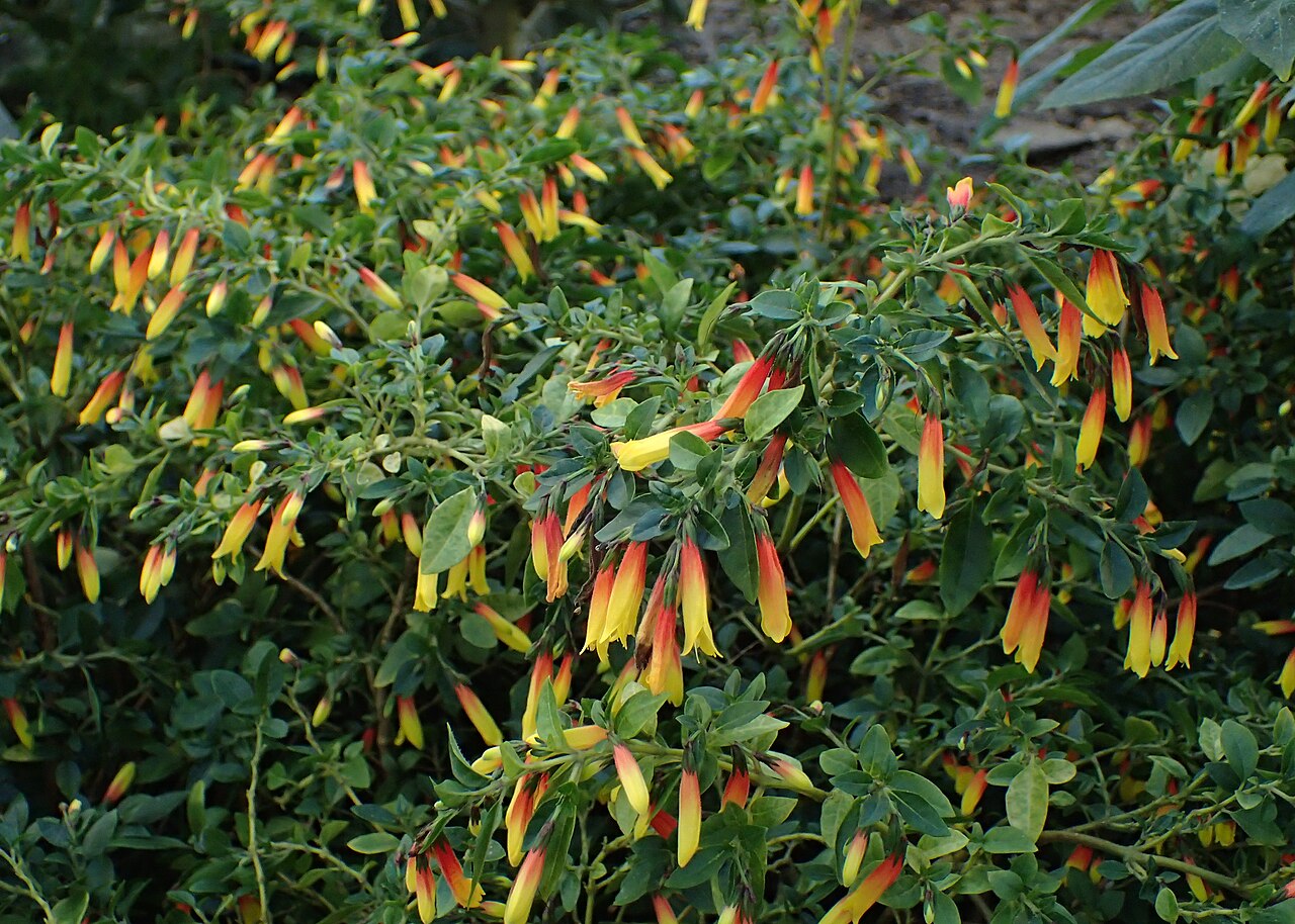 Justicia floribunda: Justicia floribunda in the Botanischer Garten, Berlin-Dahlem
