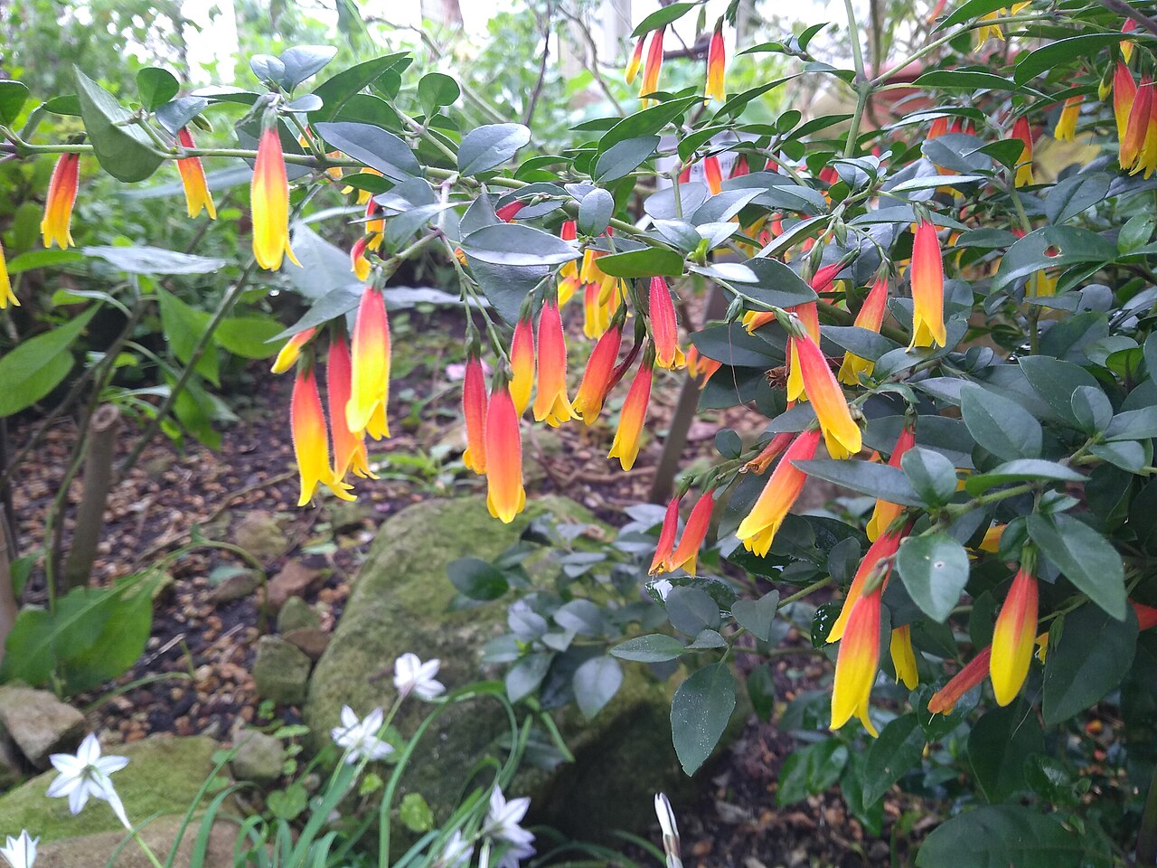 Justicia floribunda: Justicia floribunda (C. Koch) D.C. Wassh. in the Botanischer Garten Berlin-Dahlem