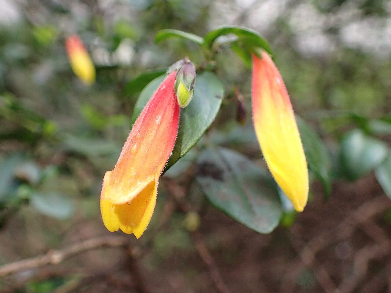 Justicia floribunda: Justicia floribunda in Estufa Fria in Lisbon in Portugal