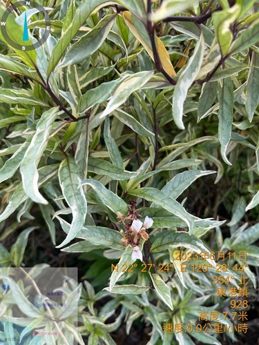 Water willow (Justicia gendarussa)