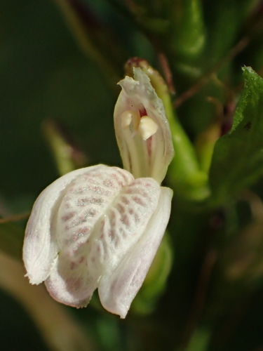 Water willow (Justicia gendarussa)