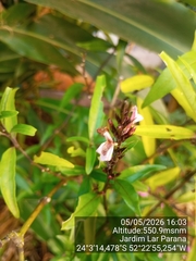 Water willow (Justicia gendarussa)