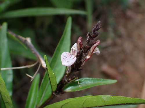 Water willow (Justicia gendarussa)