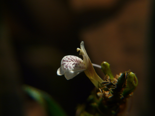 Water willow (Justicia gendarussa)