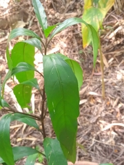 Water willow (Justicia gendarussa)