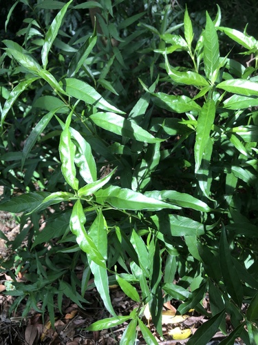Water willow (Justicia gendarussa)