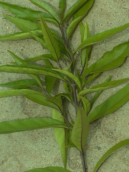 Water willow: Justicia gendarussa - Acanthceae shrub, often cultivated as a hedge plant