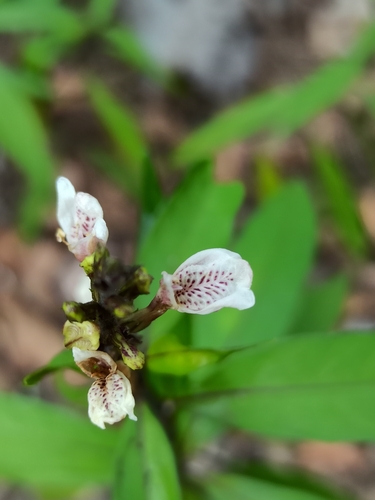Water willow (Justicia gendarussa)