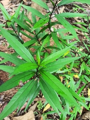 Water willow (Justicia gendarussa)