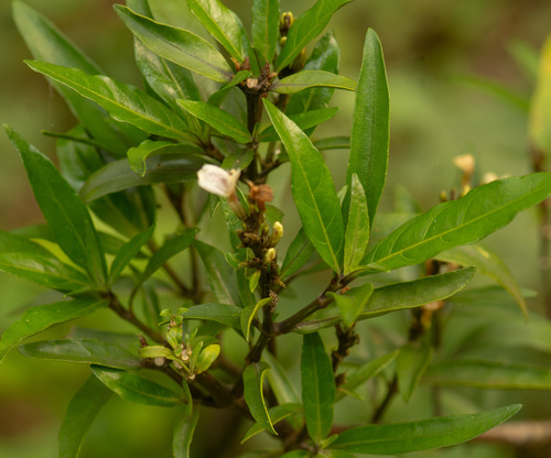 Water willow (Justicia gendarussa)