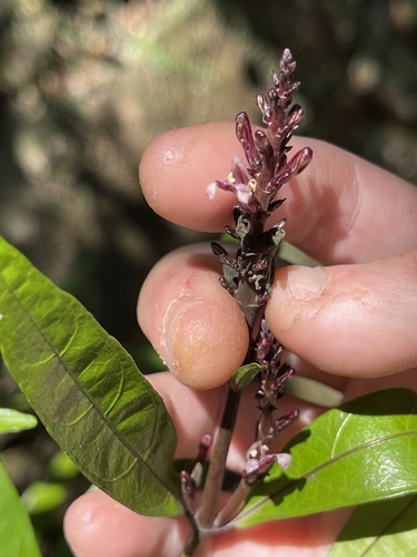Water willow (Justicia gendarussa)
