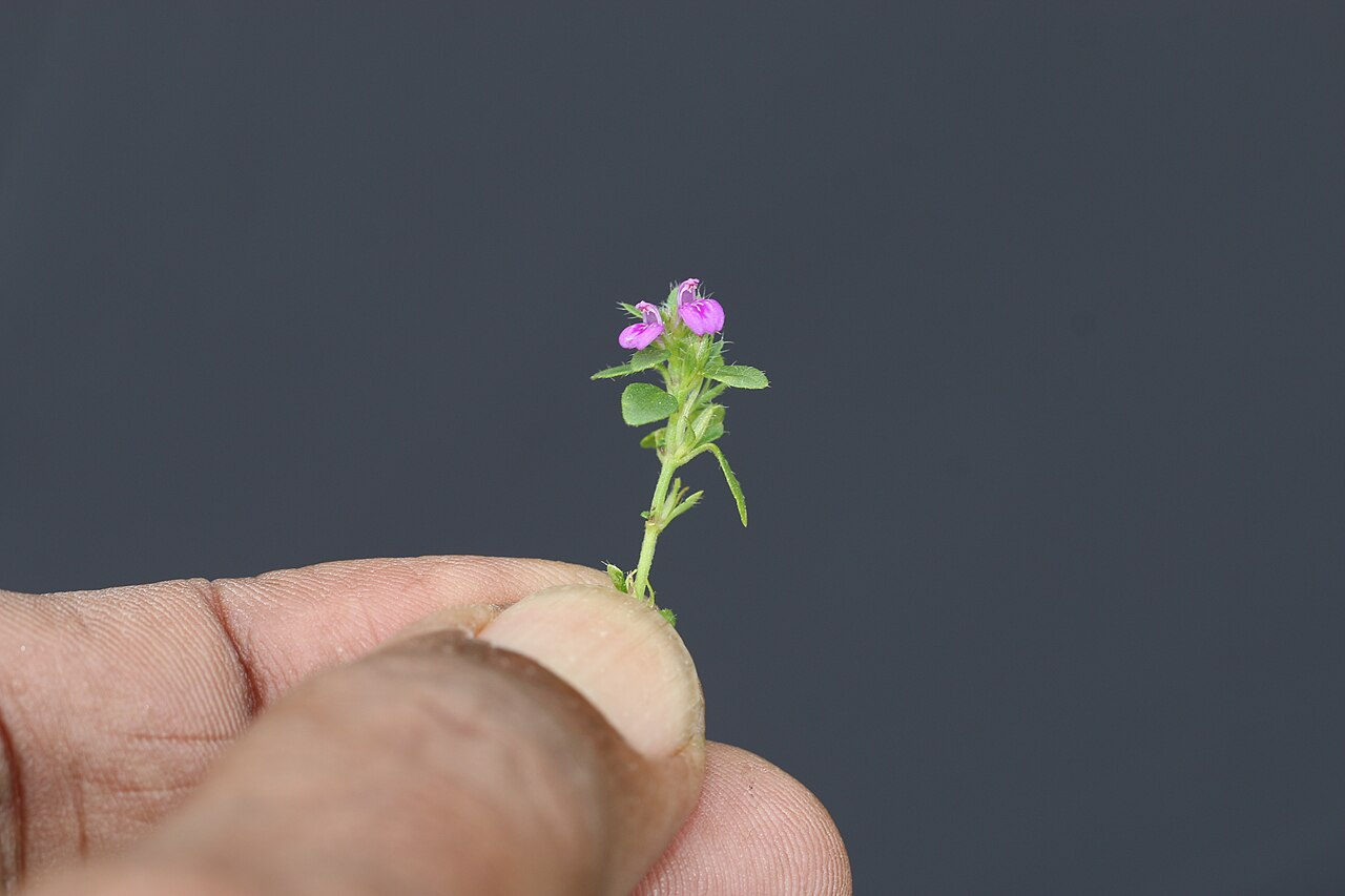 Obat tradisi untuk penyakit apart?: Photos of plants taken by V C Balakrishnan