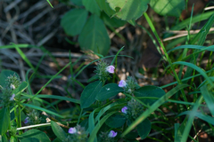 Obat tradisi untuk penyakit apart? (Justicia procumbens)