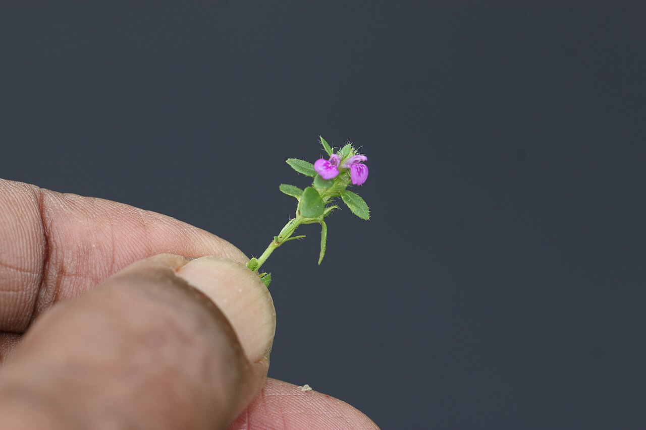 Obat tradisi untuk penyakit apart?: Photos of plants taken by V C Balakrishnan